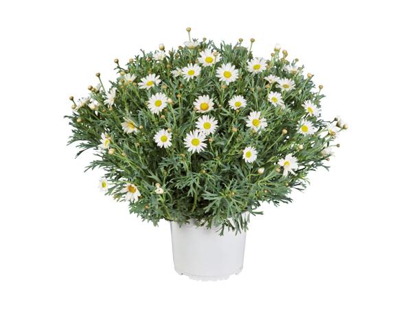 Marguerites d'Italie