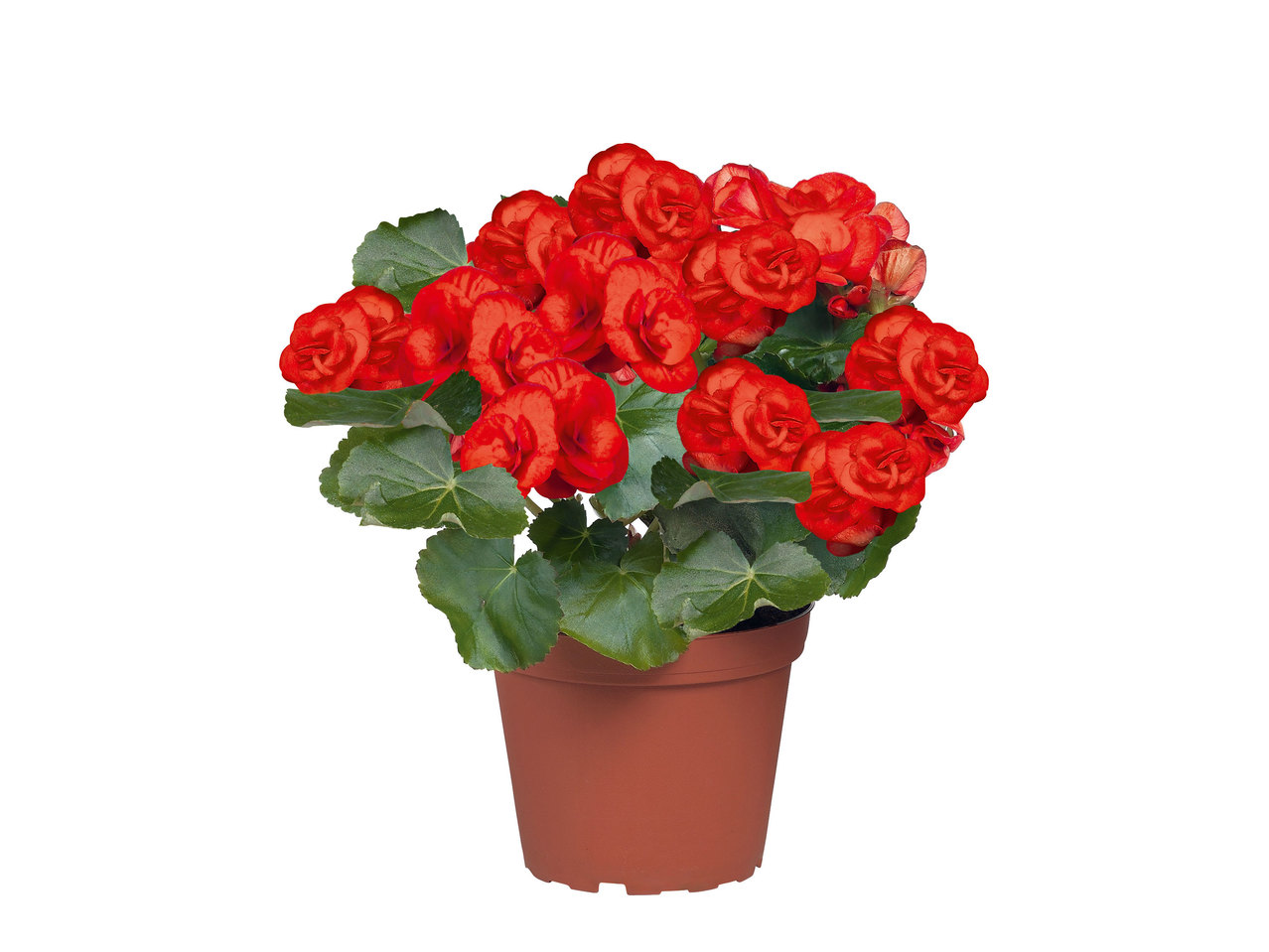 Begonia's