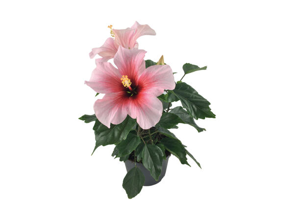 Hawaiiblomst