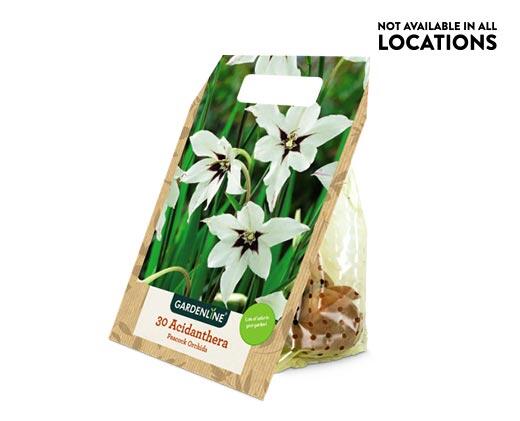 Gardenline 
 Spring Bulbs Assorted Varieties