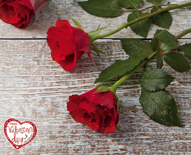 Single Red Rose