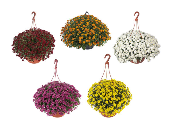 Chrysanthèmes en suspension "Skyfall"