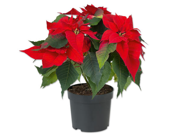 Weihnachtsstern