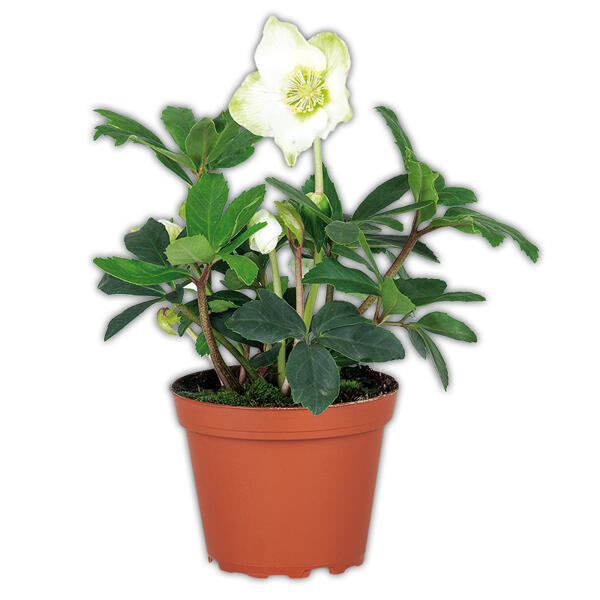 Christrose "Helleborus"