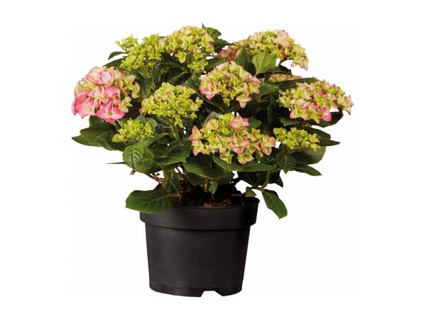 Garden Hydrangea