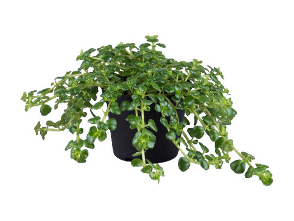 Grønne planter