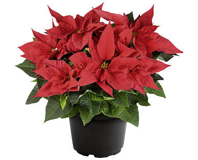 ÉTOILE DE NOËL