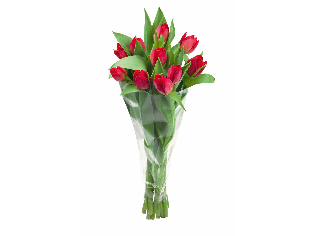 Tulpen