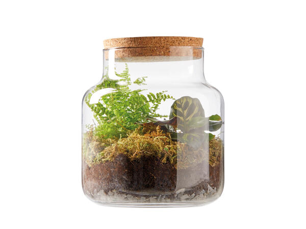 Urban Jungle Terrarium