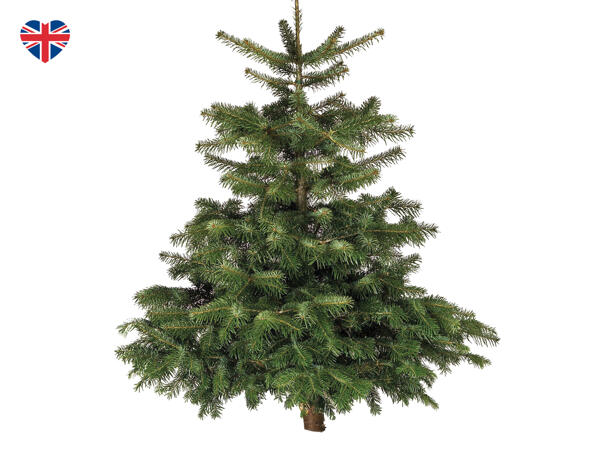 British Fresh Cut Non-Drop Nordman Fir Christmas Tree