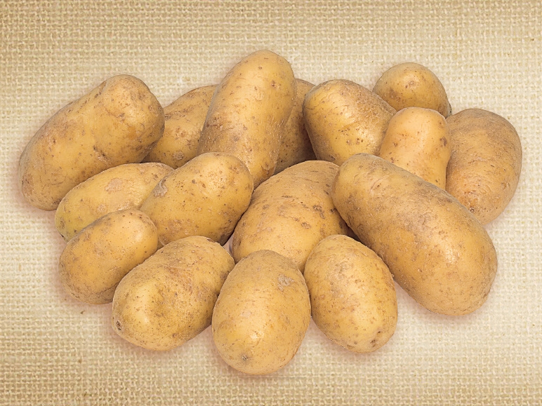 Pommes de terre bio
