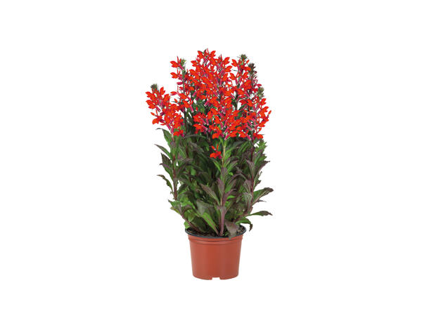 Large Perennials