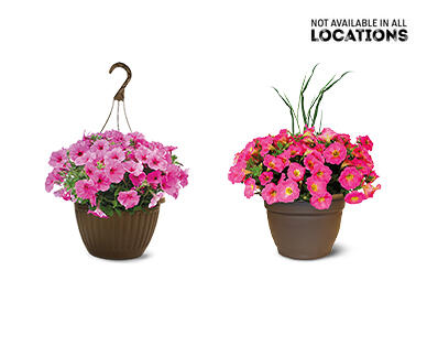 Premium Flowering Plant Assorted varieties