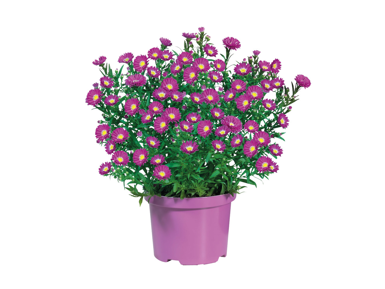 Autumn Aster1