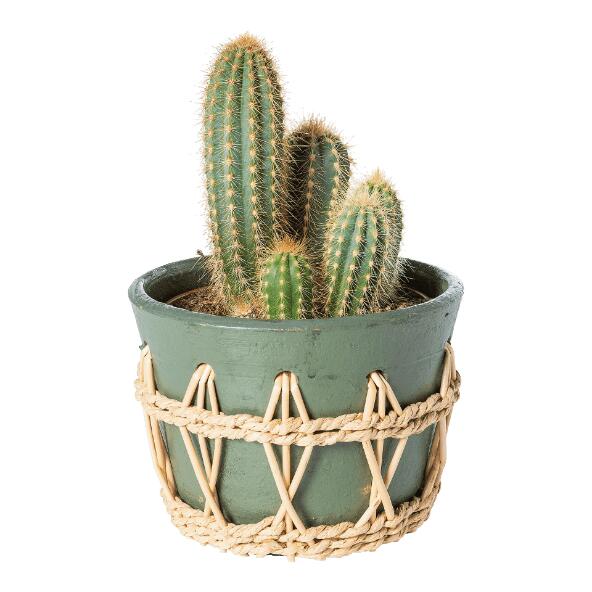 Cactus