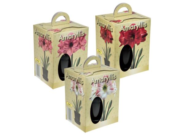 Amaryllis in Pot