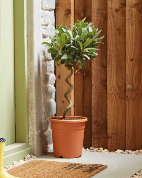 Single Spiral Bay Tree
