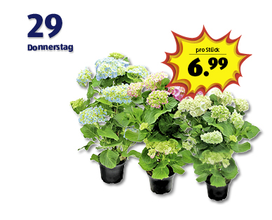 GARDENLINE(R) Hortensien Pyramiden