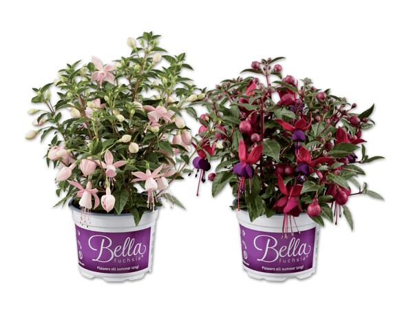 Fuchsie (stehend oder halb-hängend)