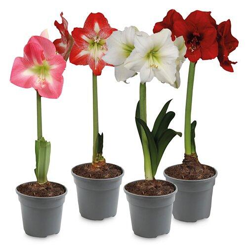 Amaryllis