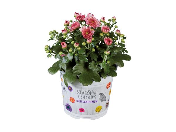 Krysantemum Multiflora