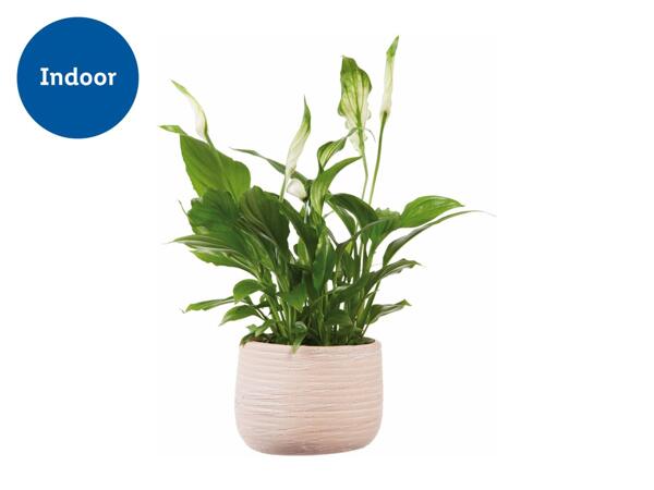 Peace Lily in Ceramic