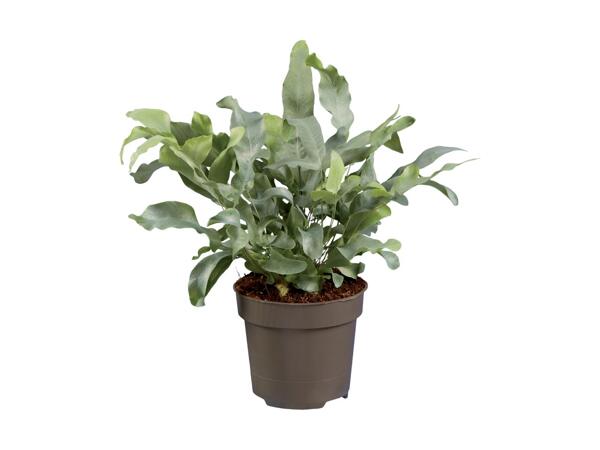 Fern Selection