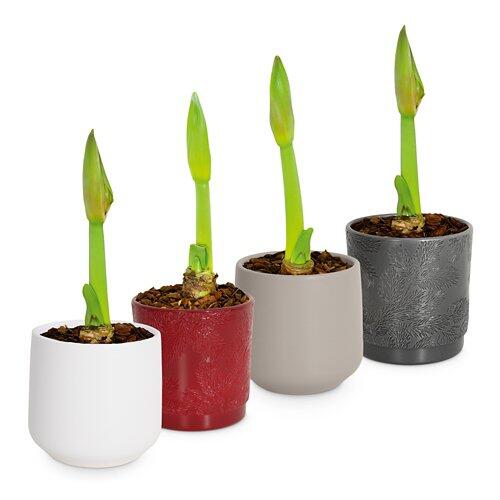 Amaryllis im Übertopf