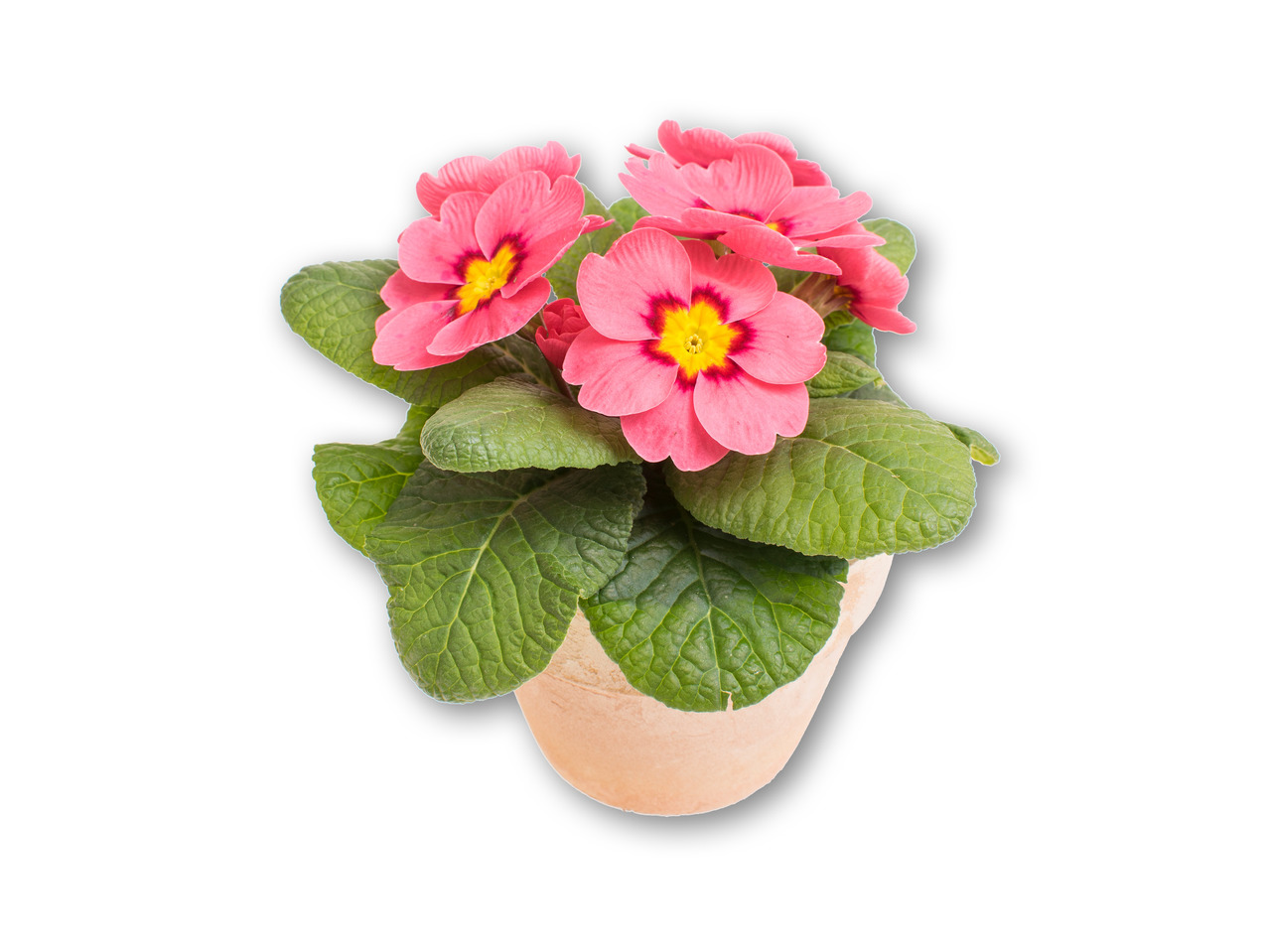 Forårsblomstermix