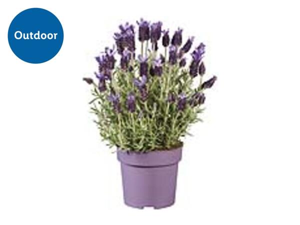 French Lavender