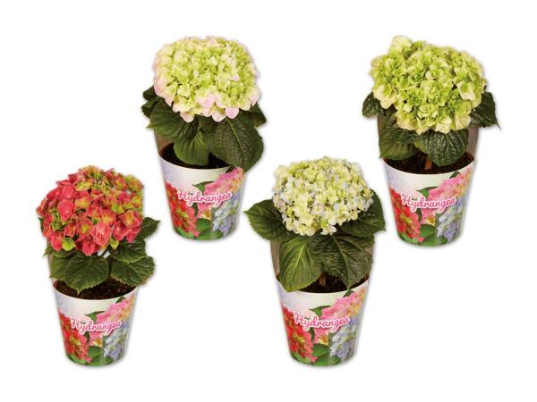 Hortensie in Topfcover