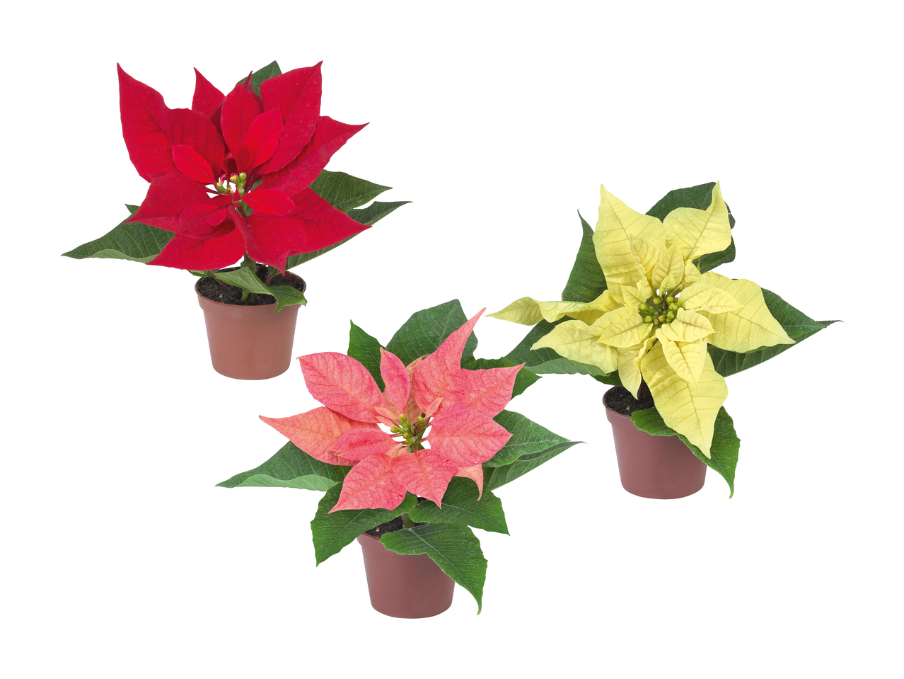 Poinsettia "Mini"