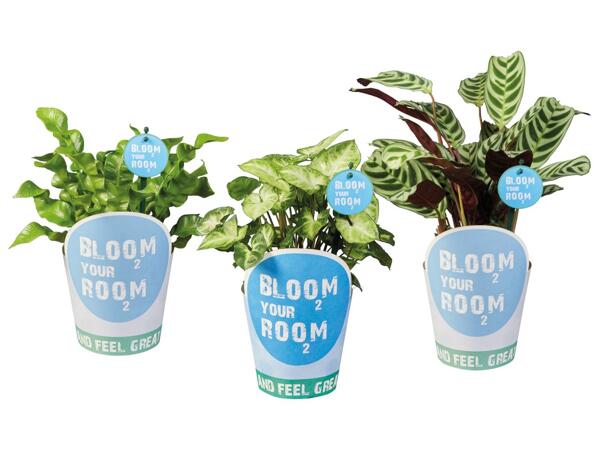 Green Plants