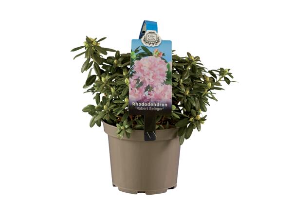 Rododendron