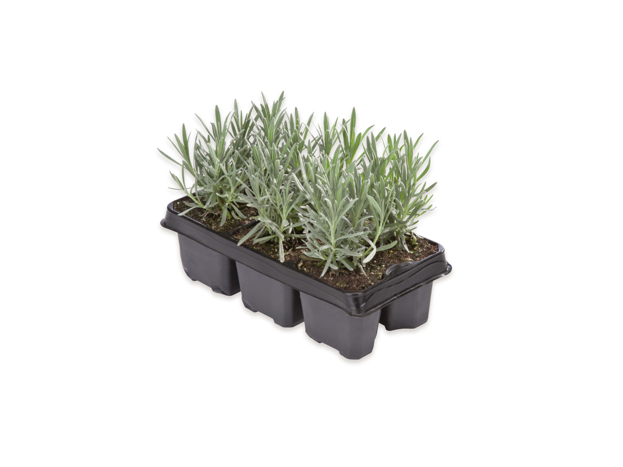 LAVENDEL, 6-PACK