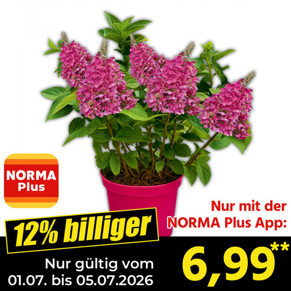 Rispenhortensie