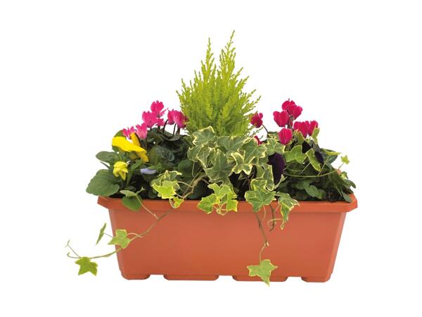 Window Box
