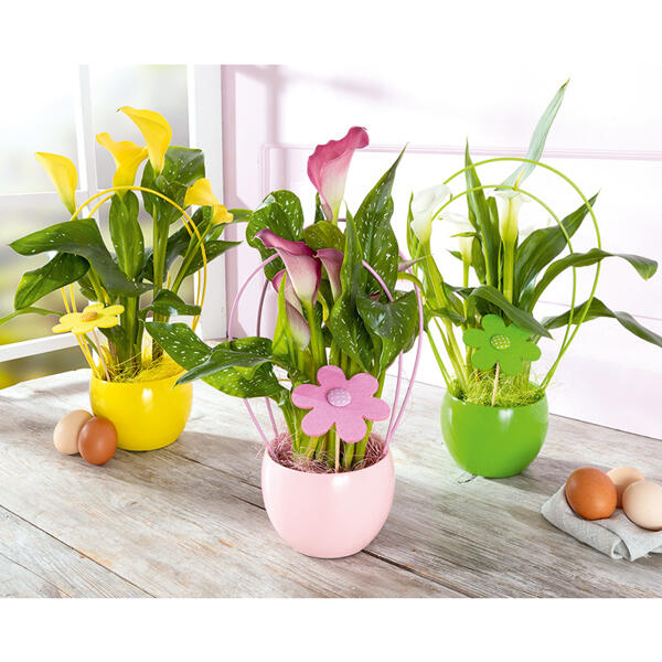 Calla