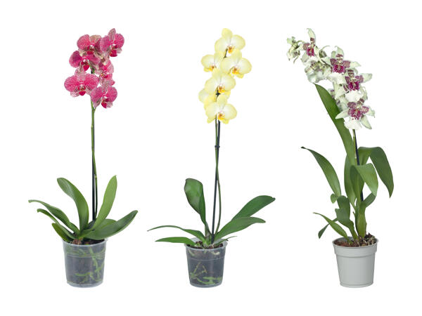 Orchidée