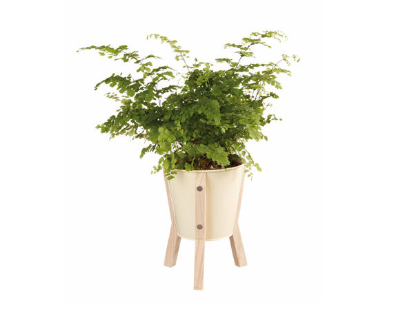 Plant on Wooden Stand
