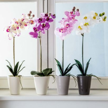 Zijden orchidee