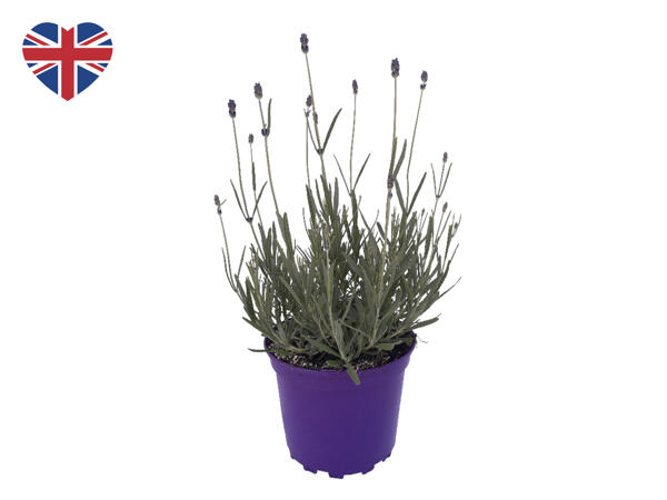 British Lavender
