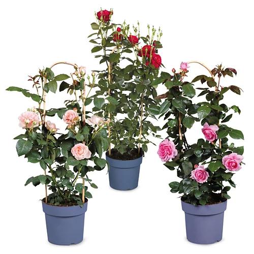 Duftrose