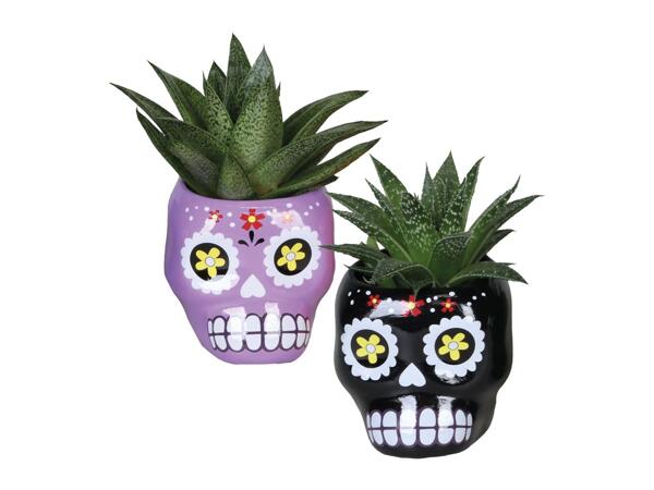 Kalanchoe or Succulente
