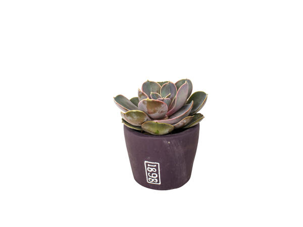 Plante grasse dans un pot en céramique