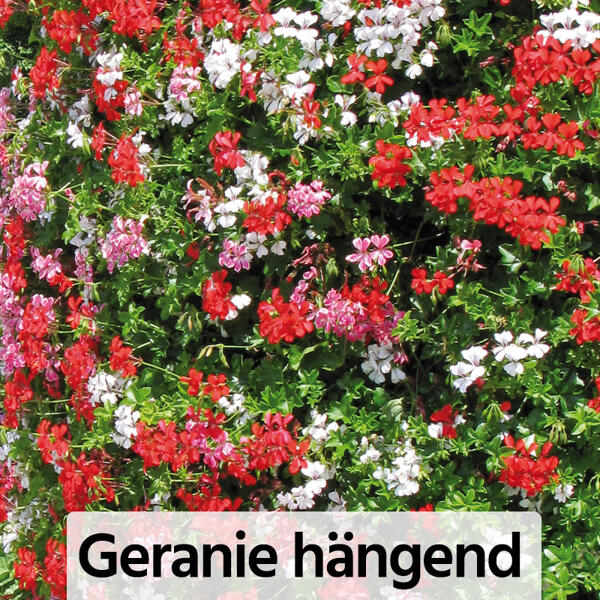 Geranien / Fuchsien