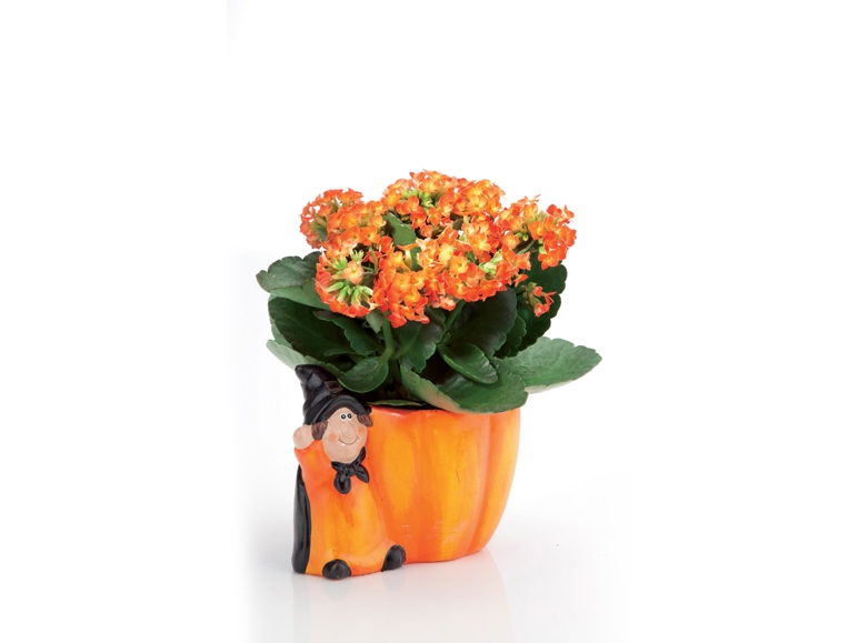 Kalanchoe in A Halloween POT