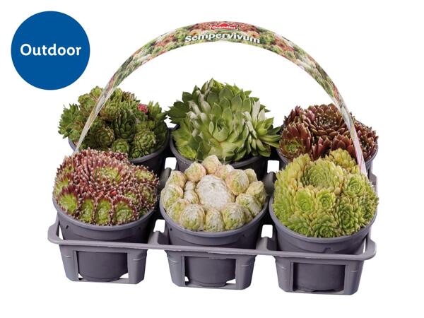 Sempervivum Mixed