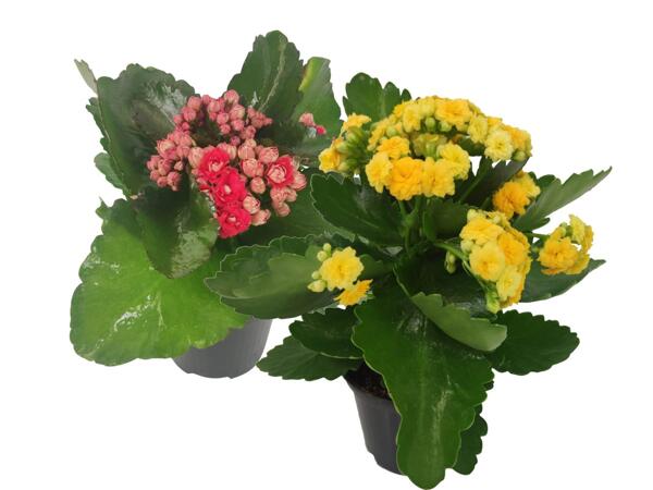 Kalanchoe
