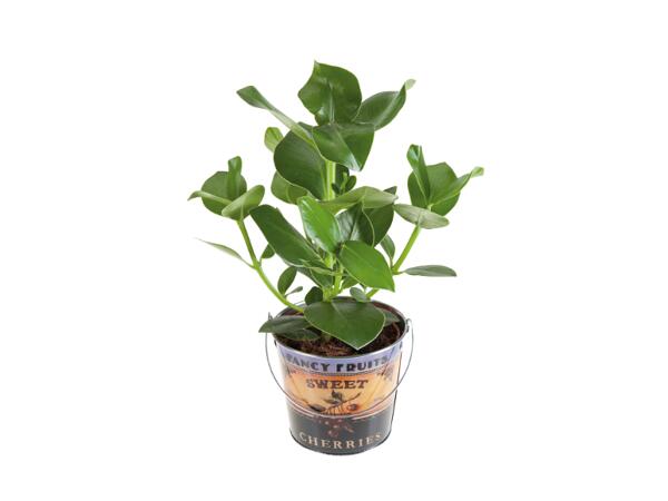 Green Plants